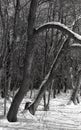 Naked trees with bark in snow in winter in February 2021