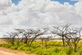 Naked trees and bushes at desert Royalty Free Stock Photo