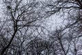 Naked trees Royalty Free Stock Photo