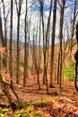 Naked trees in fall