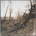 Naked tree trunk in autumn, artistic photography lith print