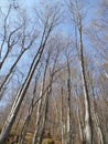 The naked trees in the forest