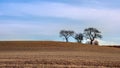 Naked Trees on a Hill