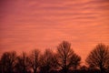 Naked trees over bloody sky