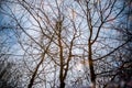 Naked trees reflected in pool Royalty Free Stock Photo