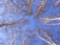 Naked trees rushed up into the bright blue spring sky