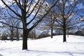 Naked trees in winter Royalty Free Stock Photo