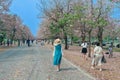 NAKHON PATHOM -THAILAND, MARCH 15 ,2023 : Unidentified Tourists come to visit and take photo with beautiful pink trumpet tree