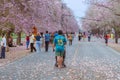 NAKHON PATHOM -THAILAND, MARCH 15 ,2023 : Unidentified Tourists come to visit and take photo with beautiful pink trumpet tree