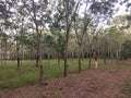 The girl walked and watched rubber plantation tree in garden in North east of Thailand