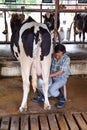 NAKHON RATCHASIMA ,THAILAND - December 6, 2014: Man milking cow