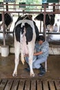 NAKHON RATCHASIMA ,THAILAND - December 6, 2014: Man milking cow