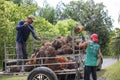 Nakhon Si Thammarat, Thailand. Nov 1, 2020. men shovel harvest of palm oil, Workers  arrange the oil palm fruits from A tractor Royalty Free Stock Photo