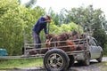 Nakhon Si Thammarat, Thailand. Nov 1, 2020. men shovel harvest of palm oil, Workers  arrange the oil palm fruits from A tractor Royalty Free Stock Photo