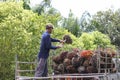 Nakhon Si Thammarat, Thailand. Nov 1, 2020. men shovel harvest of palm oil, Workers  arrange the oil palm fruits from A tractor Royalty Free Stock Photo