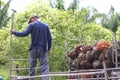 Nakhon Si Thammarat, Thailand. Nov 1, 2020. men shovel harvest of palm oil, Workers  arrange the oil palm fruits from A tractor Royalty Free Stock Photo