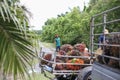 Nakhon Si Thammarat, Thailand. Nov 1, 2020. Workers take the oil palm fruits by A tractor operates mechanical to pickup car. In Royalty Free Stock Photo