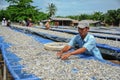 Workers drying bunch of small fishes by heat of sunlight Royalty Free Stock Photo