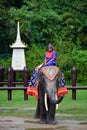 NAKORNPRATHOM THAILAND : October 6, 2022 : photo of elephant show at Samphran elephant ground & zoo, showing how the dynasty use Royalty Free Stock Photo