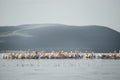 NakuruBig group of flamingos and pelicans, lake (Kenya) Royalty Free Stock Photo