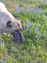 Nala stopping to smell the flowers