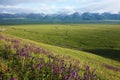 Nalati grassland with snow mountains Royalty Free Stock Photo