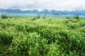 Nalati grassland Royalty Free Stock Photo