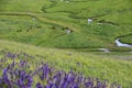 Nalati grassland in summer Royalty Free Stock Photo