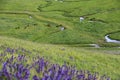 Nalati grassland in summer