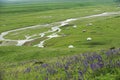 Nalati grassland in summer Royalty Free Stock Photo