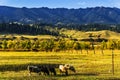 NaLaTi grassland in Xinjiang, China Royalty Free Stock Photo