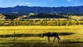 NaLaTi grassland in Xinjiang, China Royalty Free Stock Photo