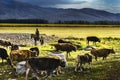 NaLaTi grassland in Xinjiang, China Royalty Free Stock Photo