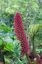 Nalca flower or pangue (Gunnera tinctoria), chile Royalty Free Stock Photo