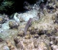 A Nalolo Blenny Ecsenius nalolo in the Red Sea Royalty Free Stock Photo