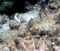 A Nalolo Blenny Ecsenius nalolo in the Red Sea Royalty Free Stock Photo