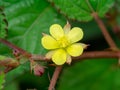 Nalta Jute flower