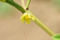 Nalta jute flowers.