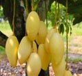 Nam Dok Mai Mango. The fruit is yellow. The Nam Dok Mai Mango Royalty Free Stock Photo