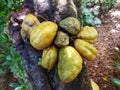 Nam nam fruit (Cynometra cauliflora) fruit with a sour taste, yellow or green fruit that is still on the tree. Royalty Free Stock Photo