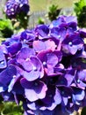 The nama purple flowers is & x22;bokor& x22; that grows in the public garden