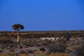 Nama shepherd and sheep Northern Cape Province South Africa Royalty Free Stock Photo