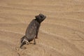 Namaqua Chameleon