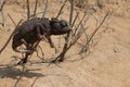 Namaqua Chameleon