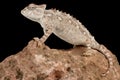 The Namaqua chameleon Chamaeleo namaquensis