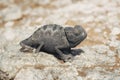 Namaqua chameleon Chamaeleo namaquensis, Namib desert, Namibia, Africa Royalty Free Stock Photo