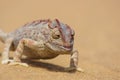 Namaqua chameleon, Chamaeleo namaquensis in the namib desert Royalty Free Stock Photo
