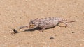 Namaqua Chameleon feeding , Swakopmund, Namibia