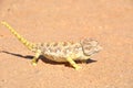 Namaqua Chameleon