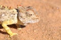 Namaqua Chameleon